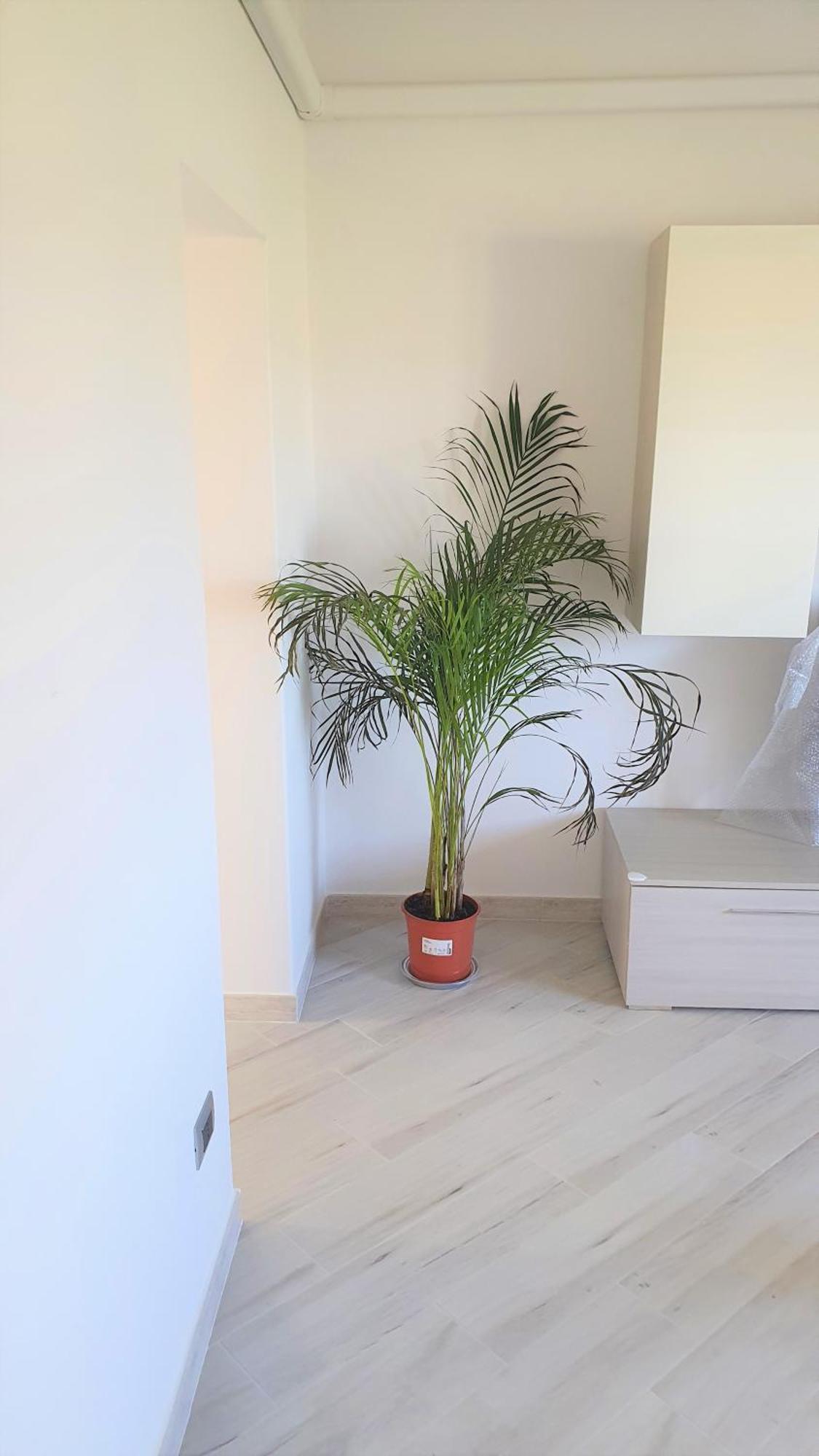 Apartament Casa Della Pineta Viareggio Zewnętrze zdjęcie